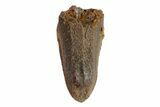 Edmontosaurus (Duck-Billed Dinosaur) Tooth - South Dakota #81657-1